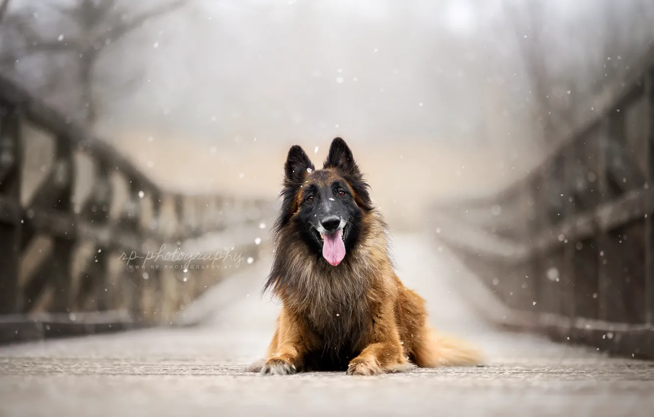 Photo wallpaper look, bridge, dog