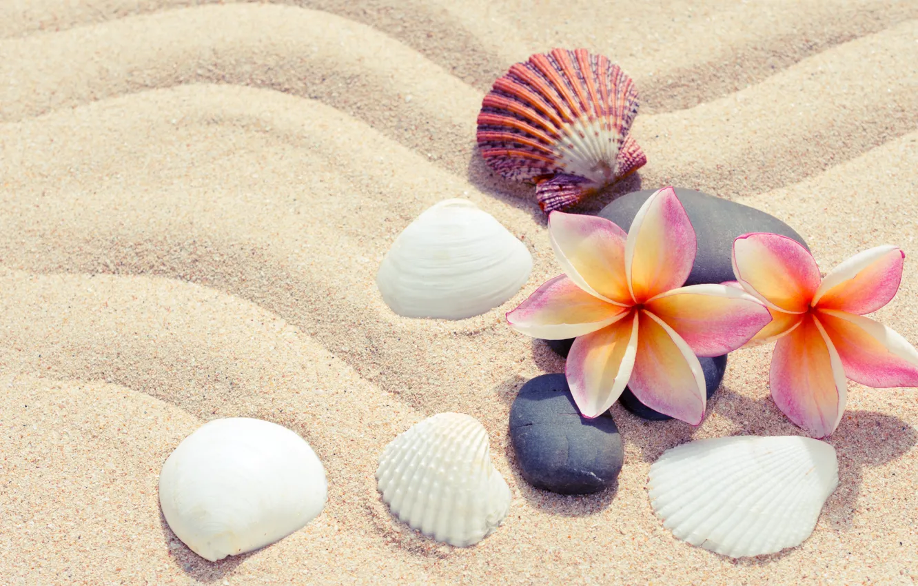 Photo wallpaper sand, beach, summer, flowers, stones, shell, summer, beach