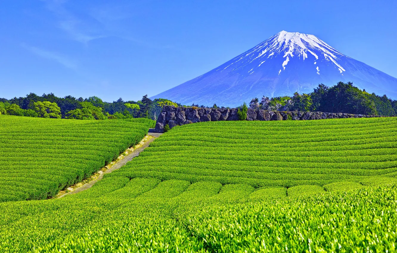 Photo wallpaper mountains, fuji city, Shizuoka Prefecture, Shizuoka Prefecture, Fuji City, Tea fields in Obuchisaba, Tea fields …