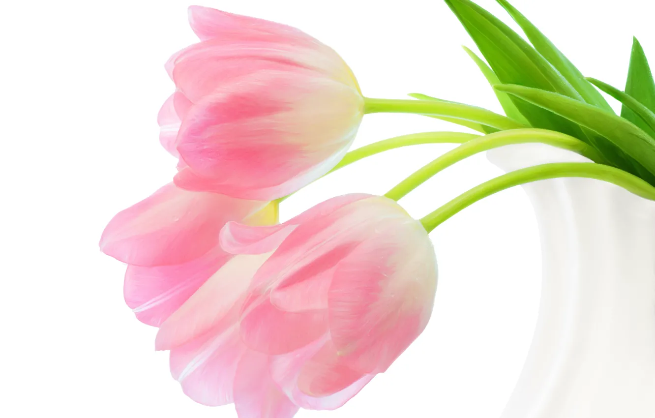 Photo wallpaper tulips, white background, pink, buds