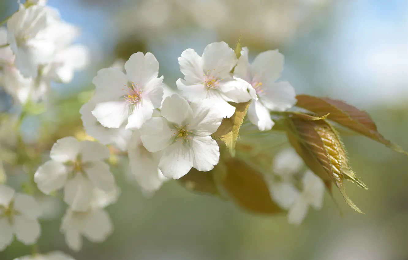 Photo wallpaper leaves, light, flowers, branches, cherry, spring, Sakura, white