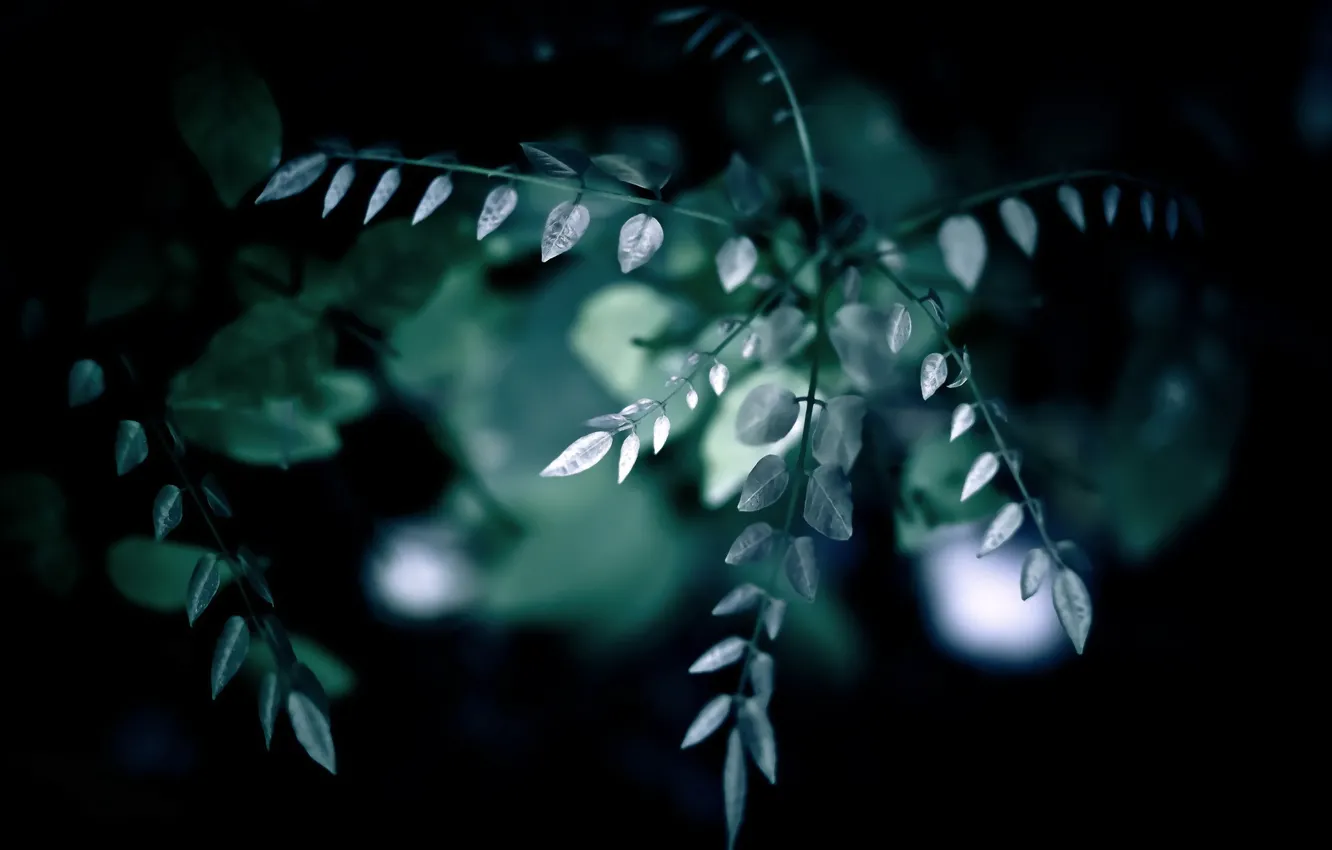 Photo wallpaper leaves, branches, nature