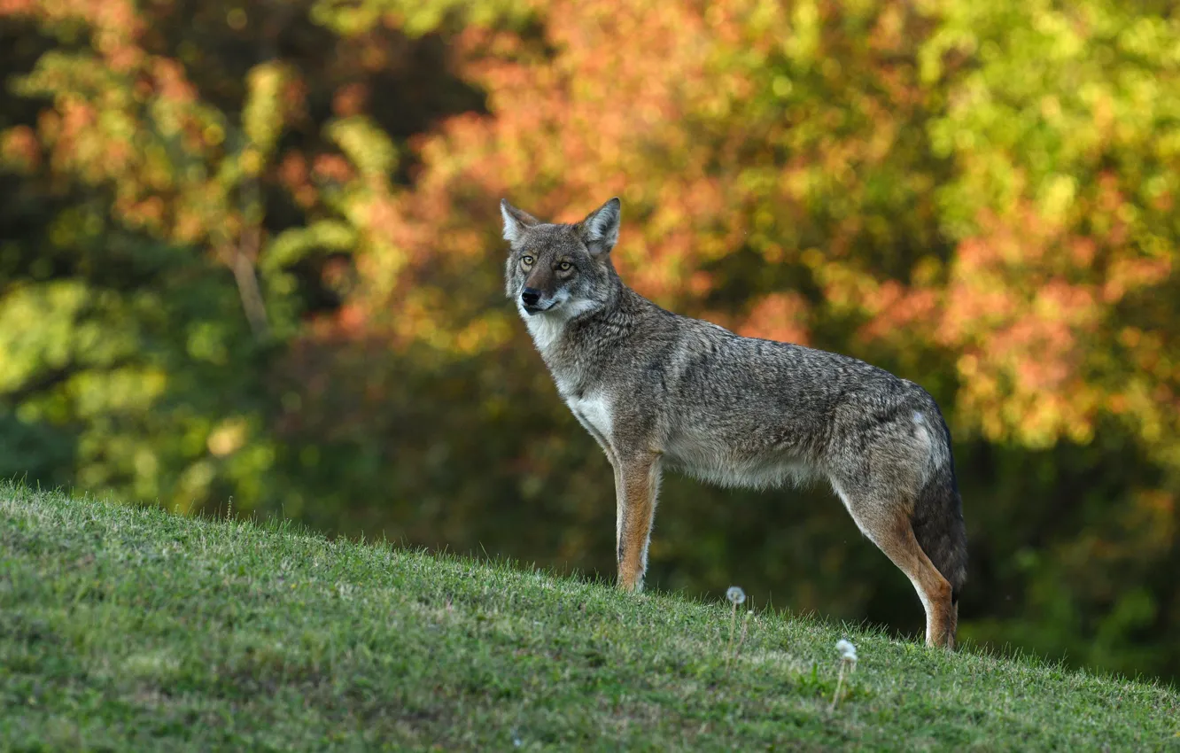 Photo wallpaper autumn, look, nature, grey, wolf, bokeh, coyote