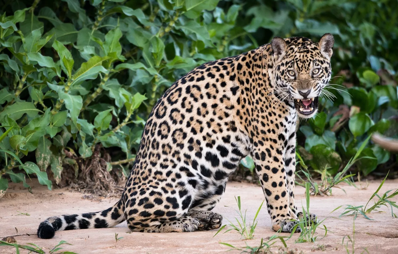 Photo wallpaper cat, animal, spot, Jaguar