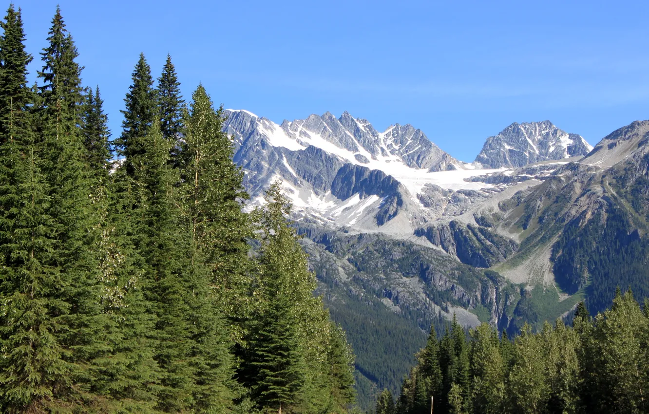 Photo wallpaper forest, trees, mountains, glacier, gorge, USA, Glacier, Montana