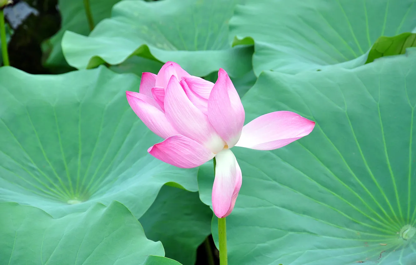 Wallpaper leaves, nature, petals, Bud, Lotus for mobile and desktop ...