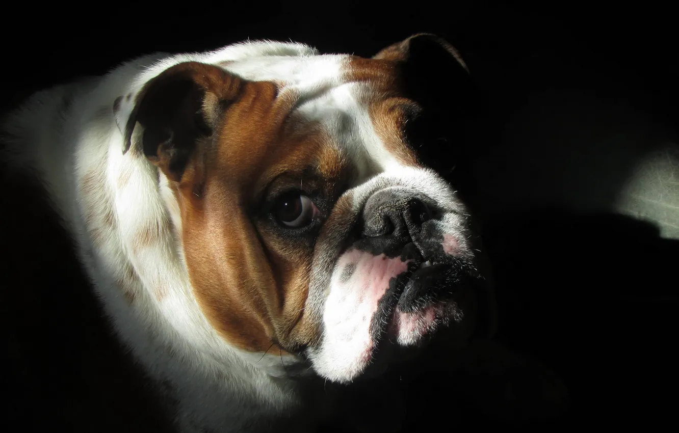 Photo wallpaper look, each, dog