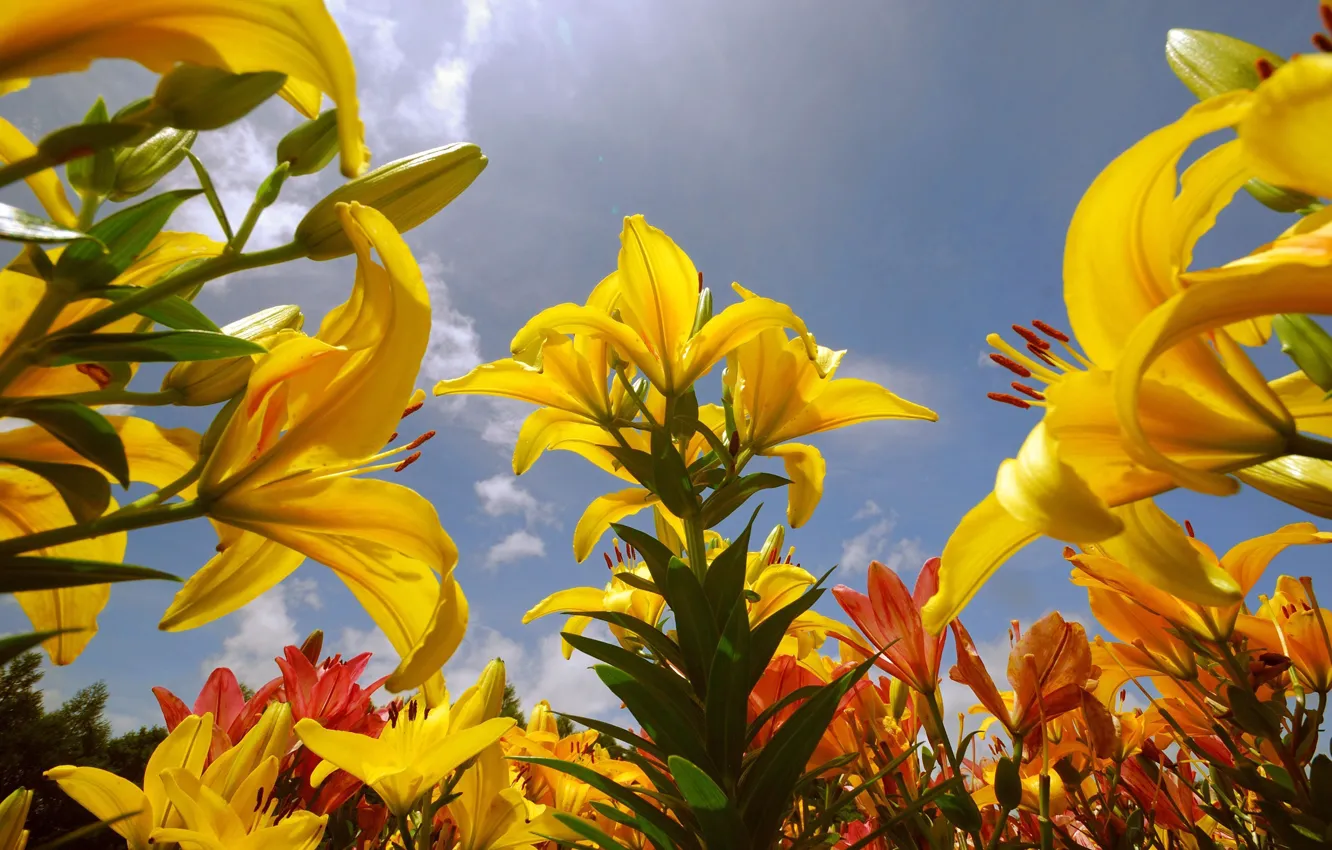 Photo wallpaper sky, flowers, lily
