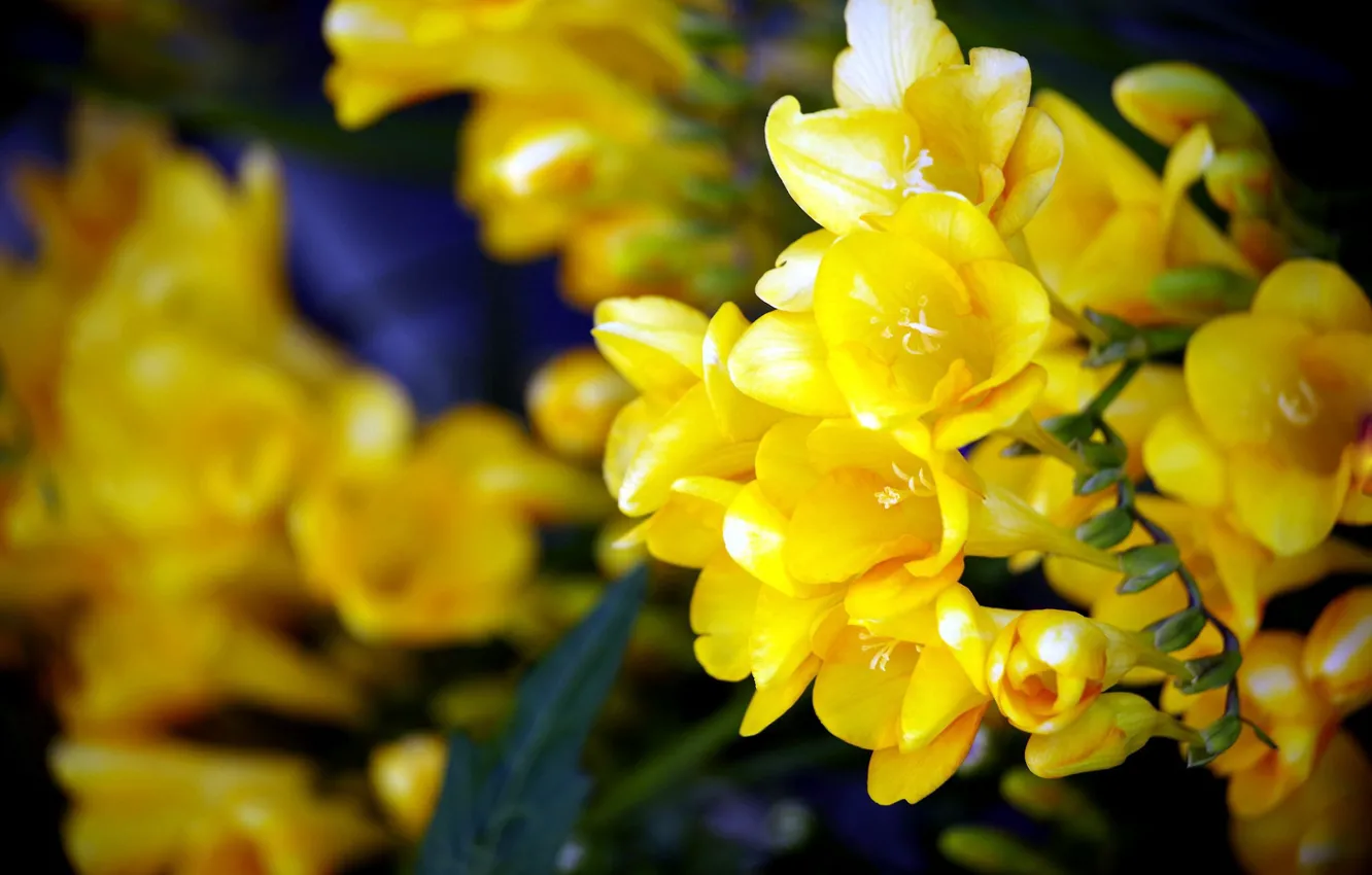 Photo wallpaper background, yellow flowers, Freesia