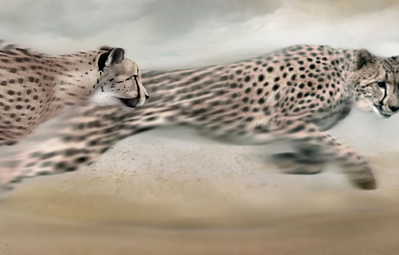 Photo wallpaper fantasy, hare, predator, running, Cheetah, hunting, three, big cats