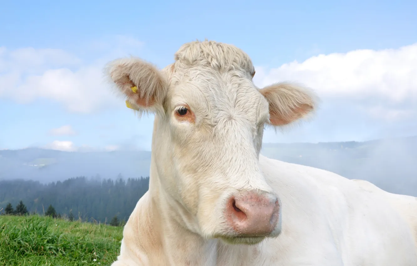Photo wallpaper field, white, the sky, look, face, clouds, fog, blue