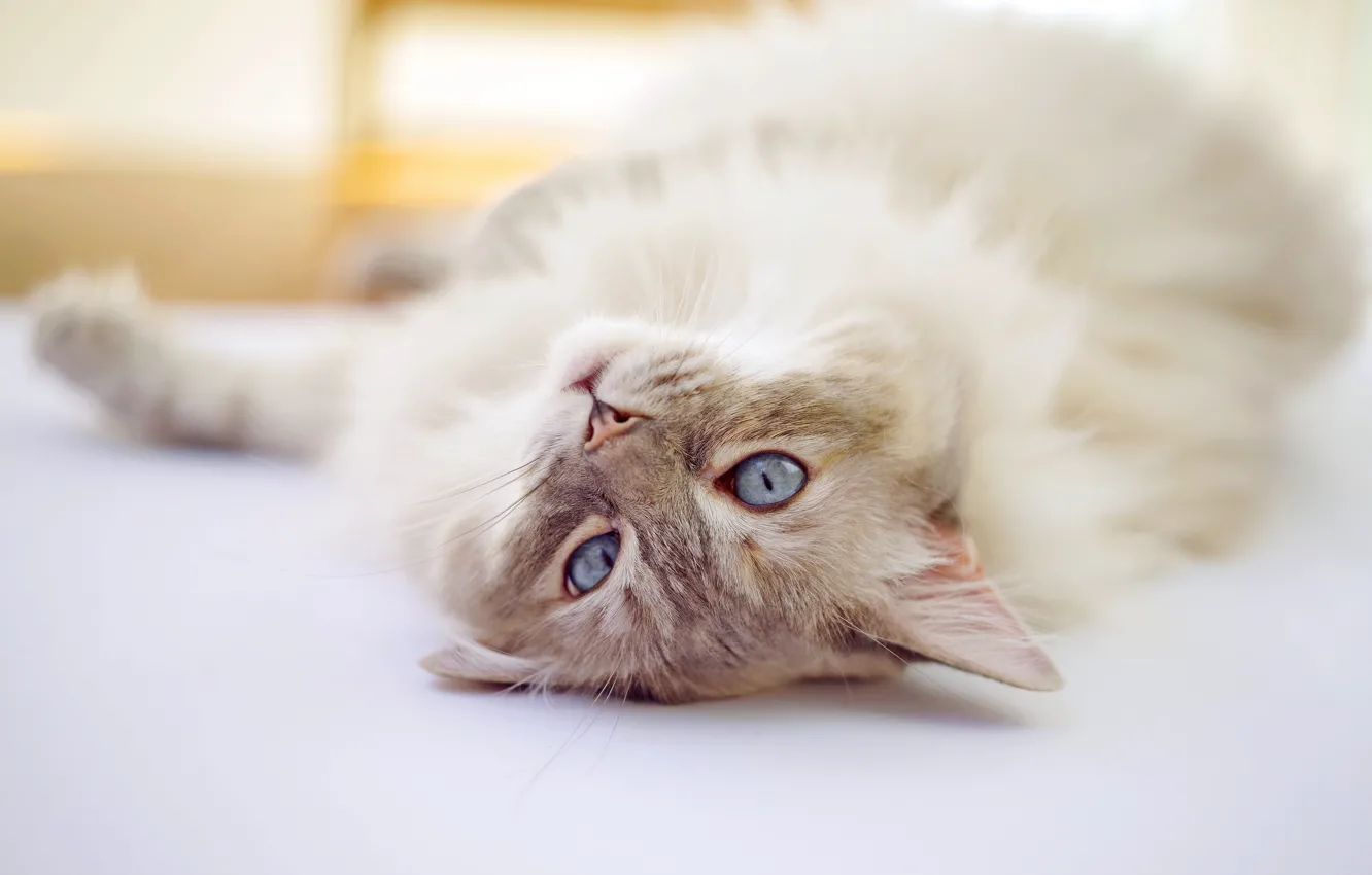 Photo wallpaper cat, lies, light background, cat, Ragdoll
