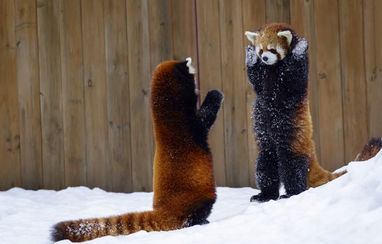 Photo wallpaper snow, the fence, red Panda, hands up, two animals