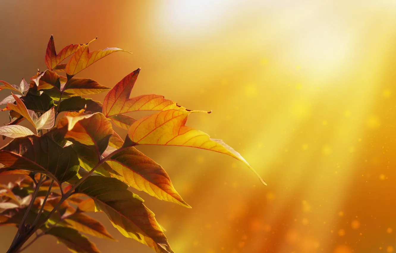 Photo wallpaper autumn, leaves, rays, light, nature, tree, bokeh, Larisa Koshkina