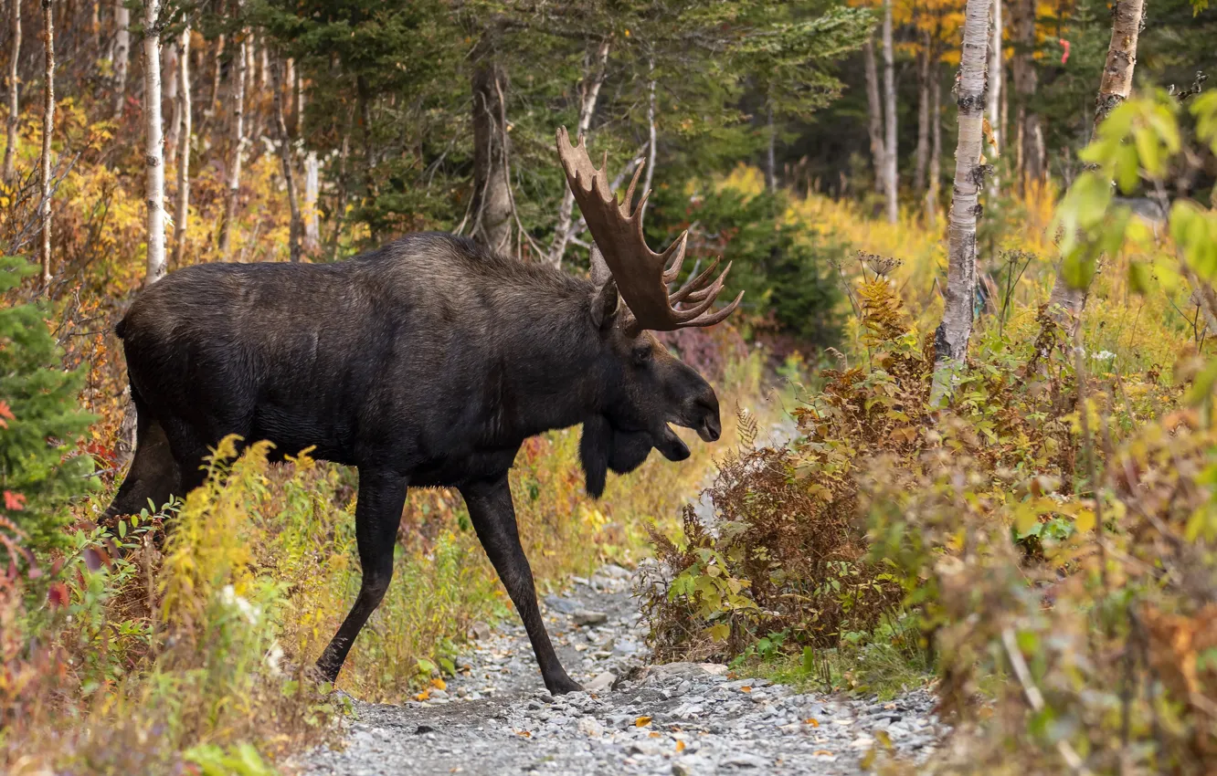 Photo wallpaper autumn, forest, trees, branches, foliage, the bushes, moose