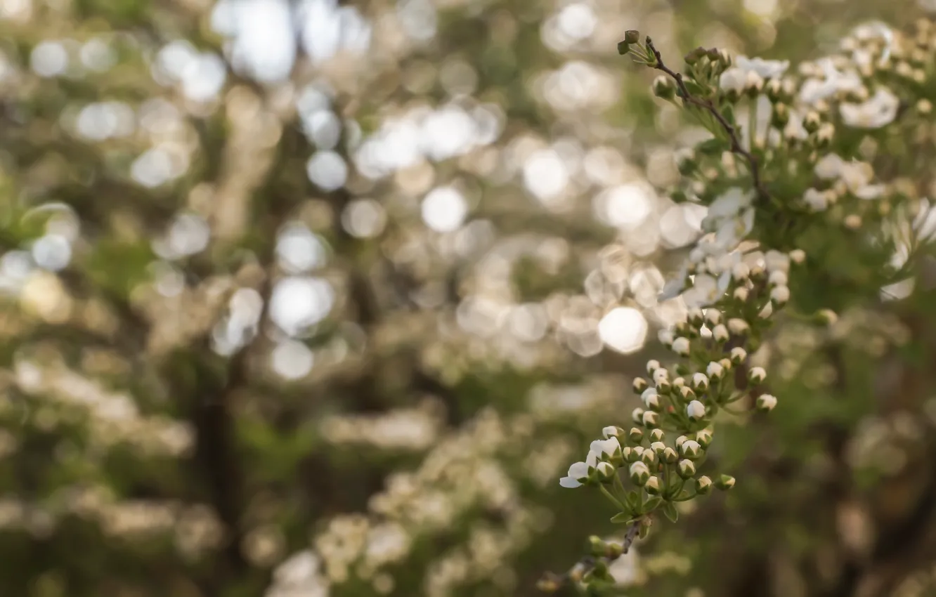 Photo wallpaper forest, sky, trees, nature, blue, macro, tree, sun