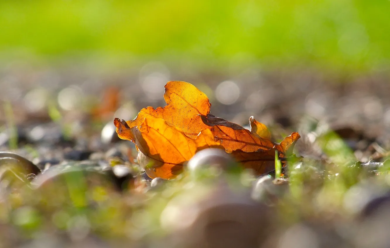 Photo wallpaper autumn, leaves, macro, yellow, background, widescreen, Wallpaper, blur