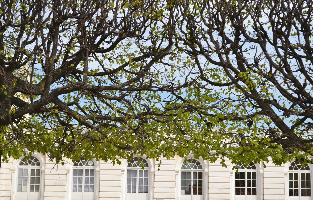 Photo wallpaper trees, the city, building, Peter, window