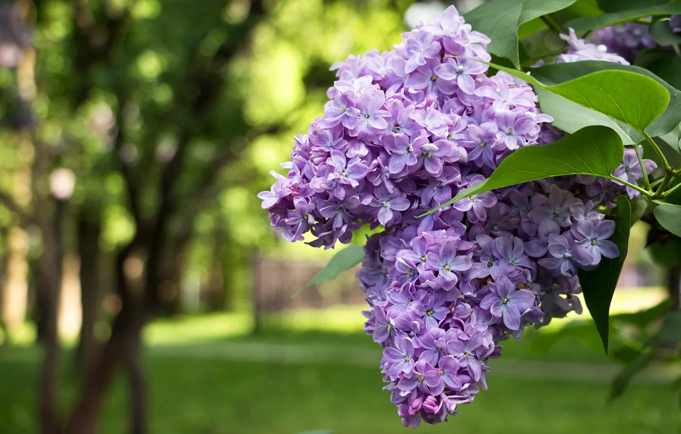 Photo wallpaper flowers, branches, Park, lawn, spring, flowering, the bushes, lilac