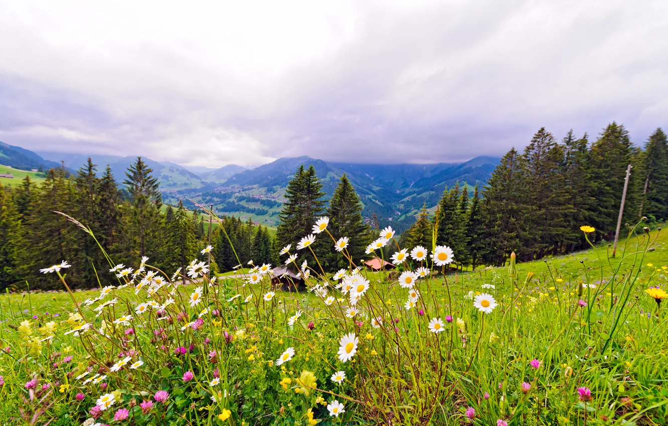 Photo wallpaper trees, flowers, mountains, nature, Switzerland, meadow, Switzerland