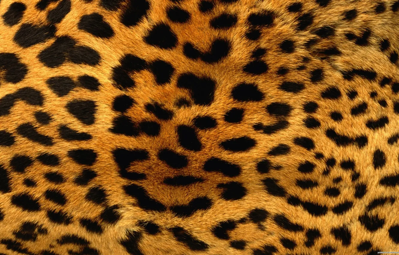 Photo wallpaper texture, leopard, fur