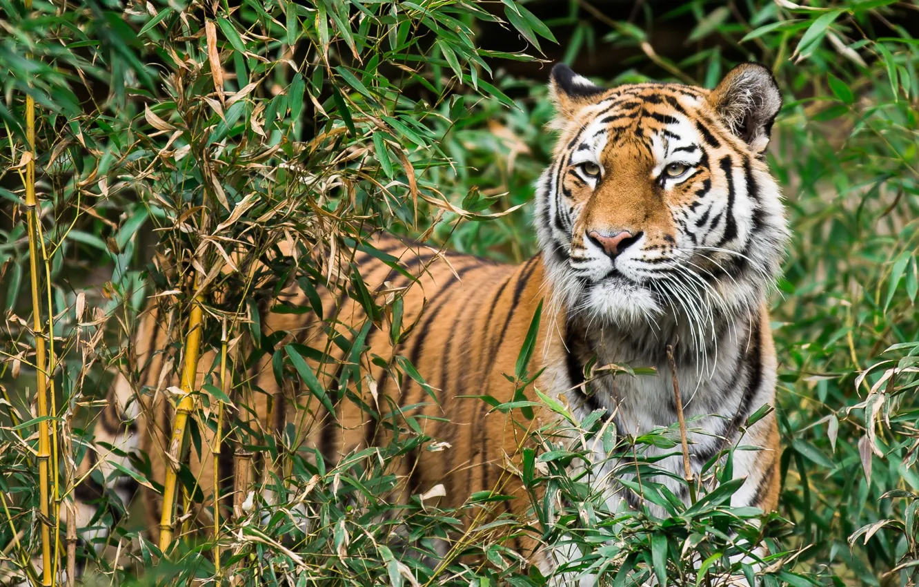Photo wallpaper look, face, tiger, thickets, foliage, the bushes