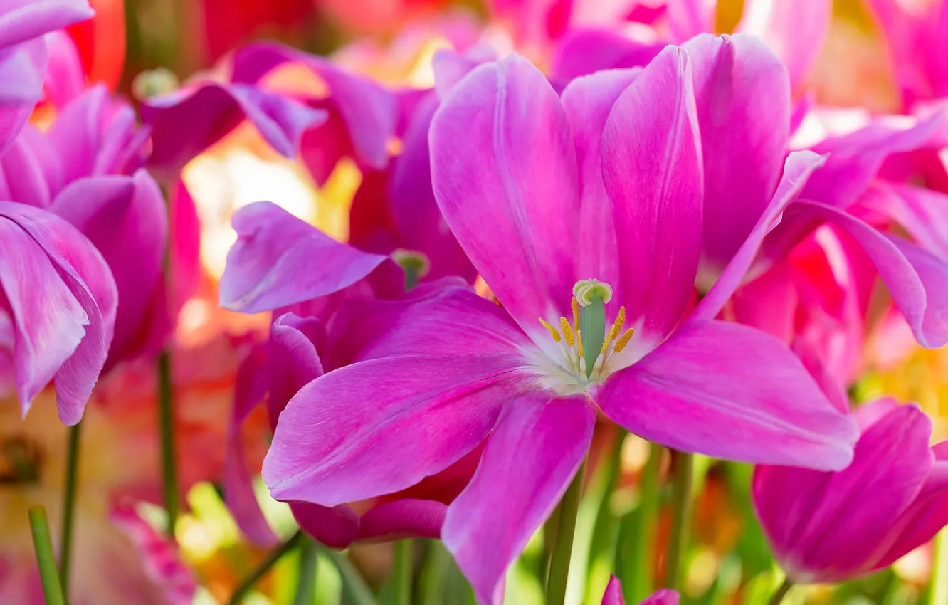 Photo wallpaper macro, petals, tulips, pink