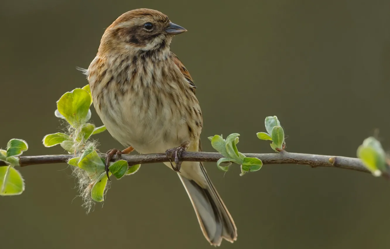 Photo wallpaper branches, nature, bird, Reed Bunting