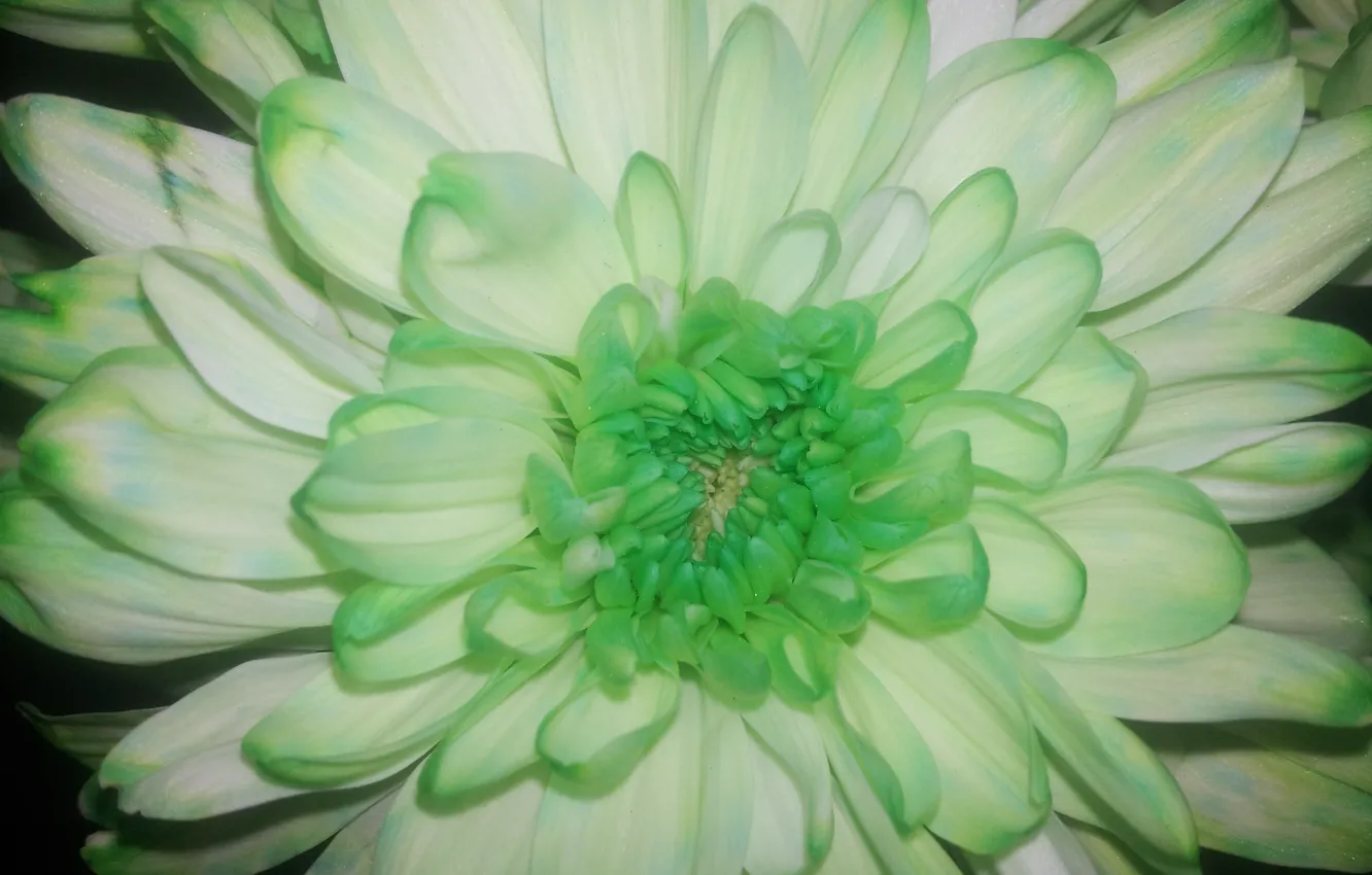 Photo wallpaper Flower, Petals, Green, Chrysanthemum, The nitty gritty