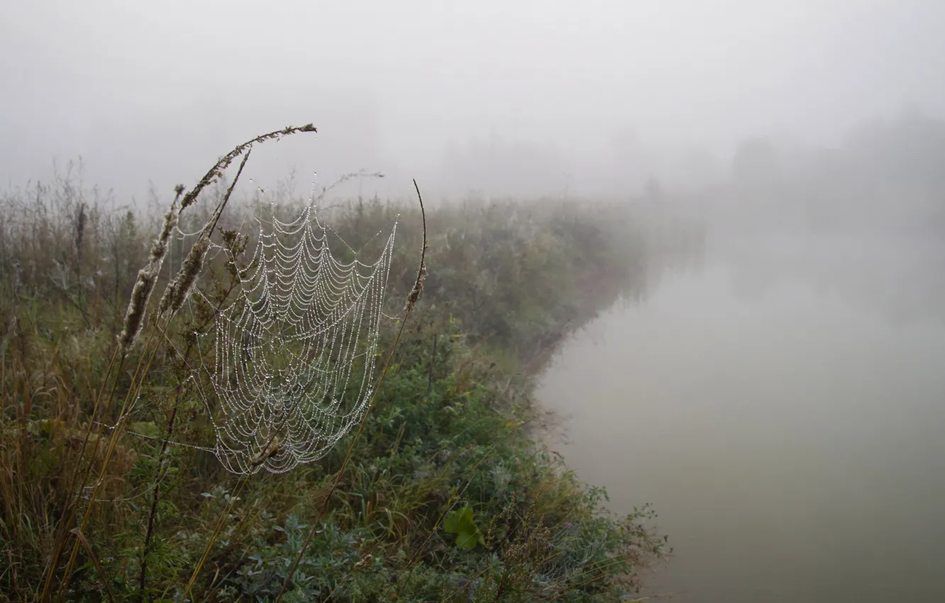 Photo wallpaper landscape, nature, fog, lake, pond, dawn, web