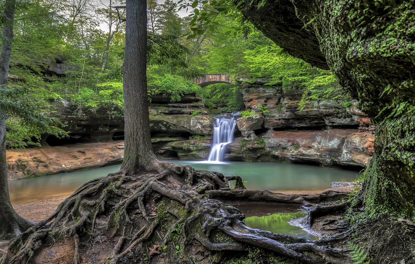 Photo wallpaper forest, trees, bridge, roots, lake, waterfall, Ohio, Ohio