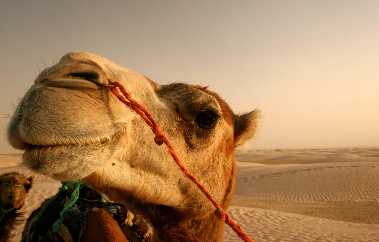 Photo wallpaper the sun, desert, camel