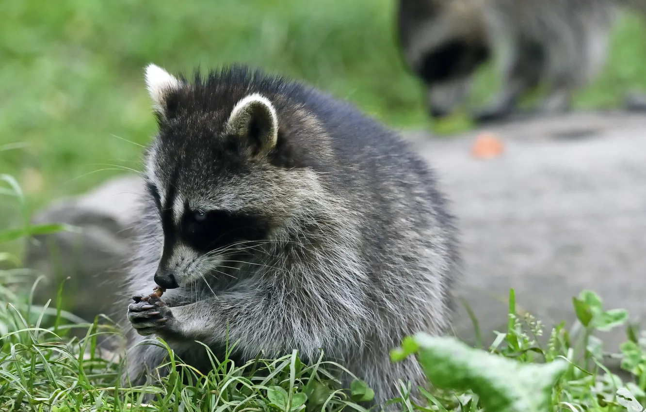 Photo wallpaper grass, legs, raccoon, profile