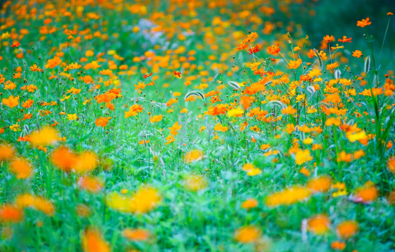 Photo wallpaper field, grass, flowers, meadow