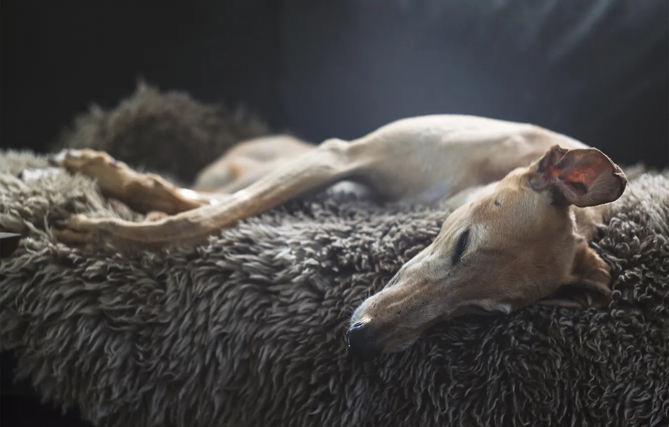 Photo wallpaper comfort, each, home, dog