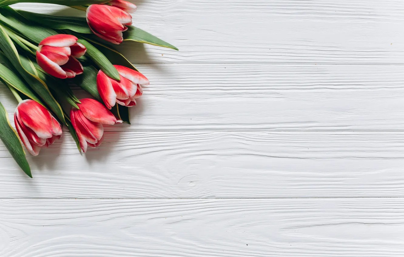 Photo wallpaper flowers, red, tulips, red, fresh, wood, flowers, beautiful