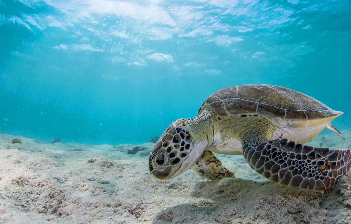 Wallpaper sand, sea, animals, water, background, turtle, underwater ...