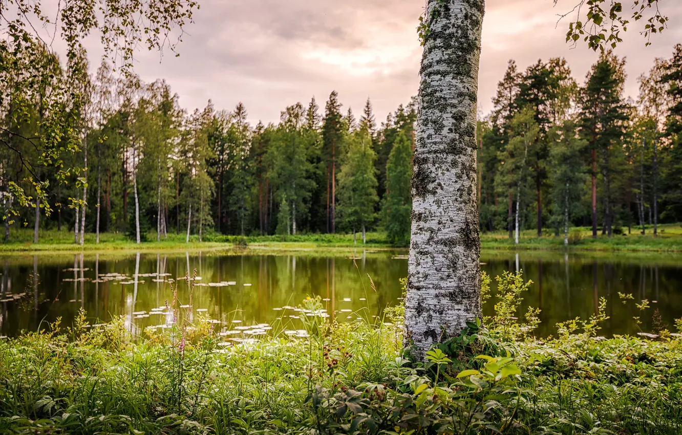 Photo wallpaper summer, grass, trees, pond, Park, birch, bokeh, Finland