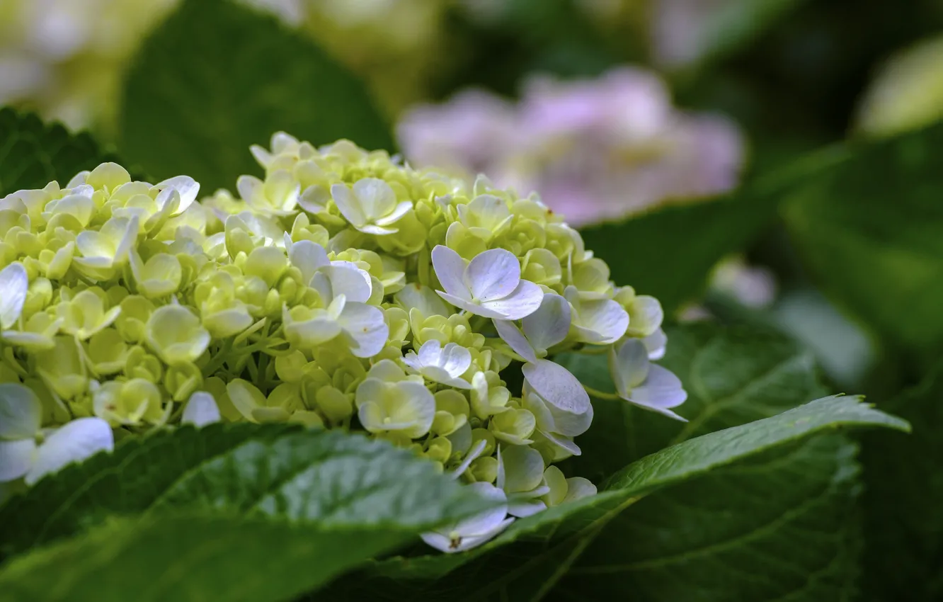 Photo wallpaper flowers, flowering, hydrangea