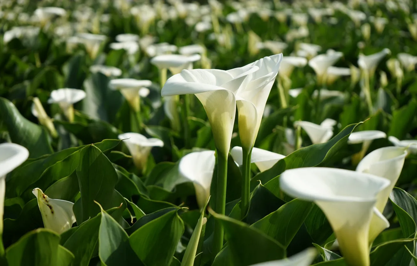 Photo wallpaper white, a lot, Calla lilies
