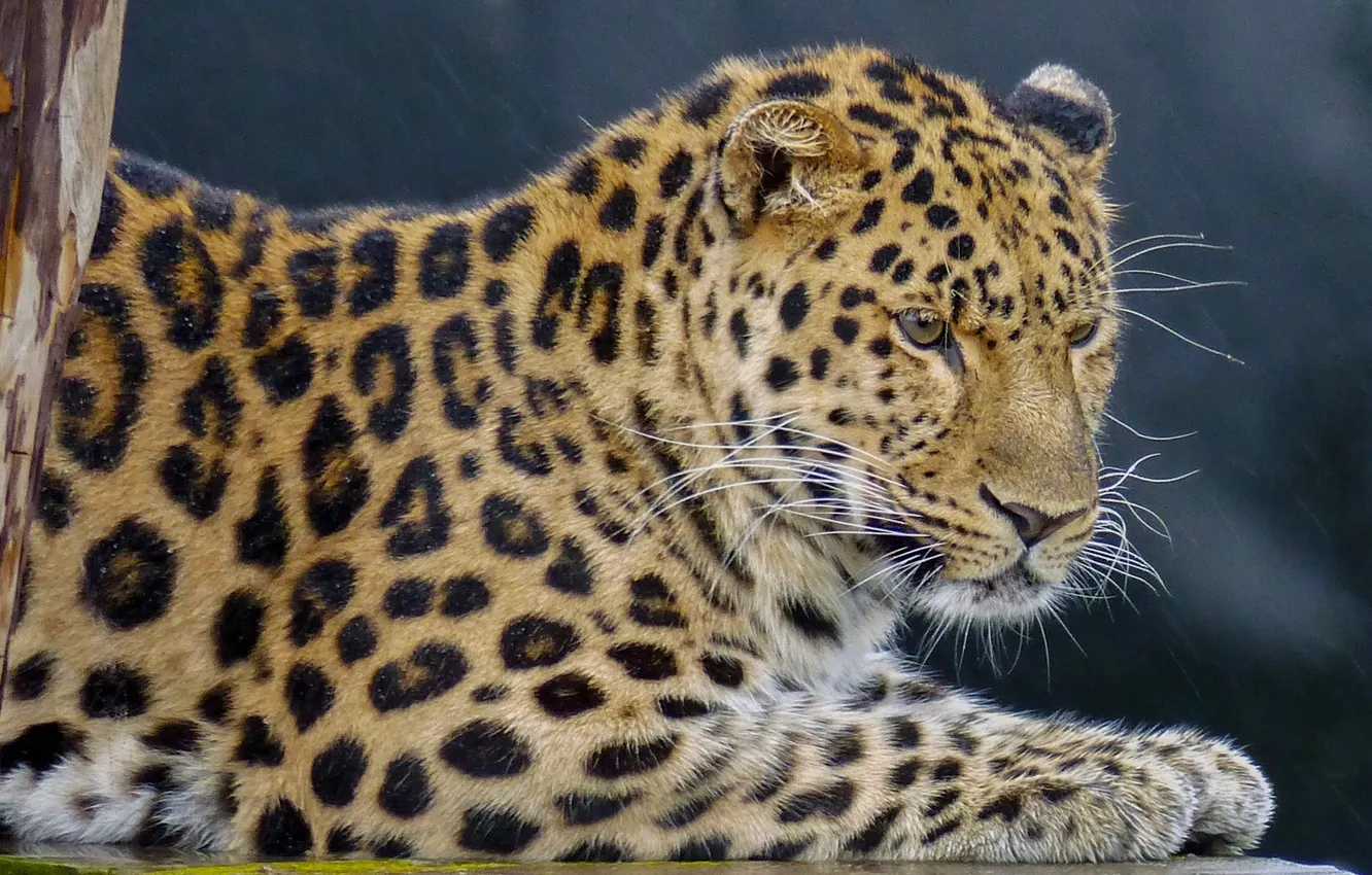Photo wallpaper portrait, leopard, wild cat
