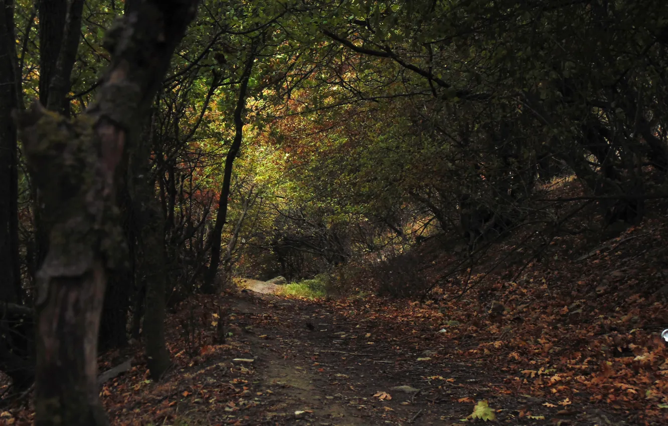 Photo wallpaper autumn, leaves, orange, trunks, stone, trail, Forest, green