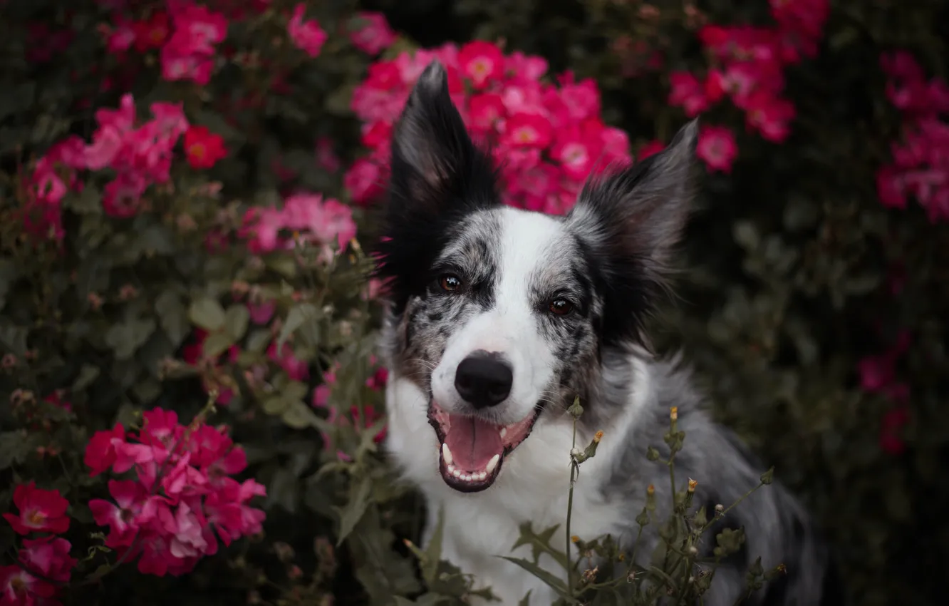 Photo wallpaper language, summer, look, face, flowers, nature, background, portrait