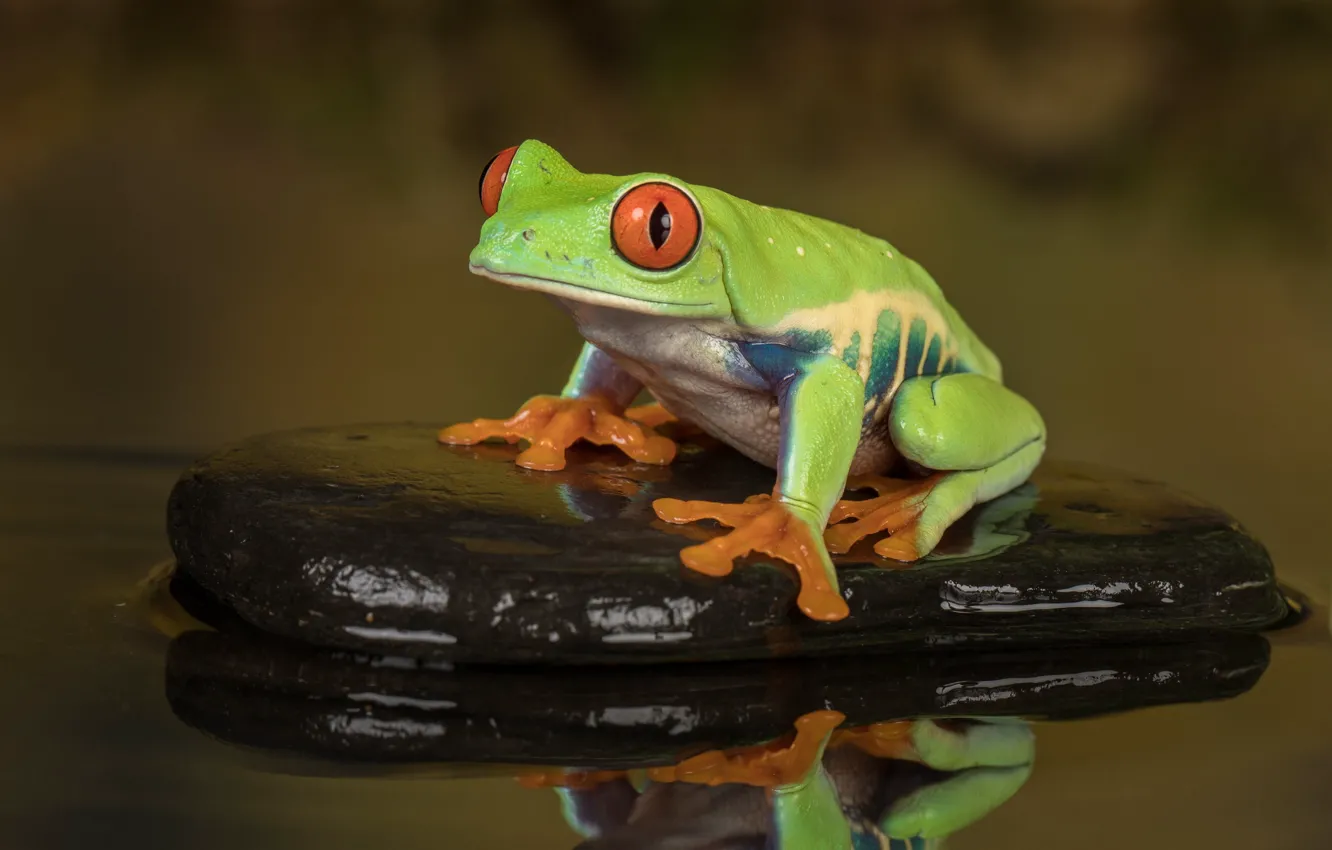 Photo wallpaper look, water, macro, pose, reflection, background, stone, frog