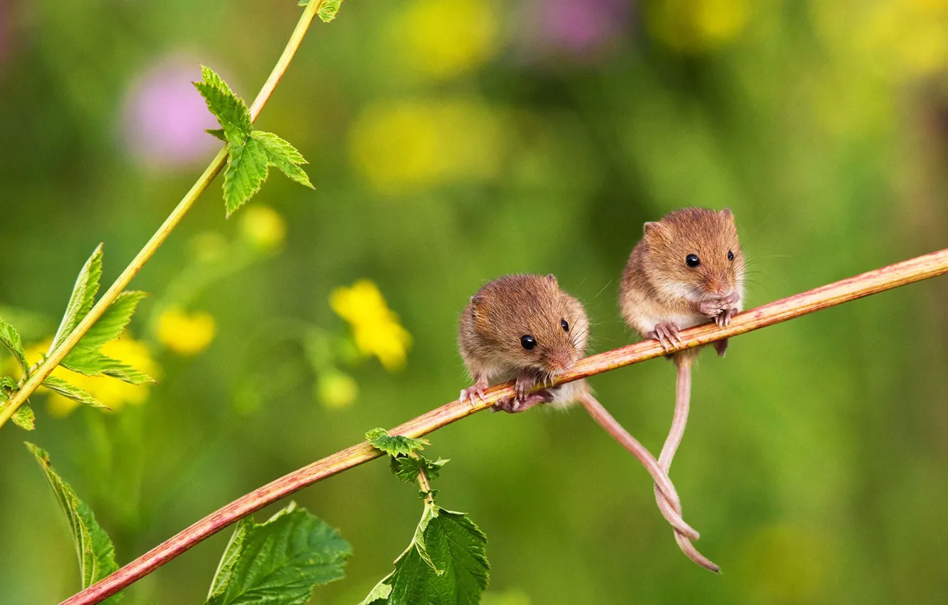Photo wallpaper branch, rodent, balance, the mouse is tiny