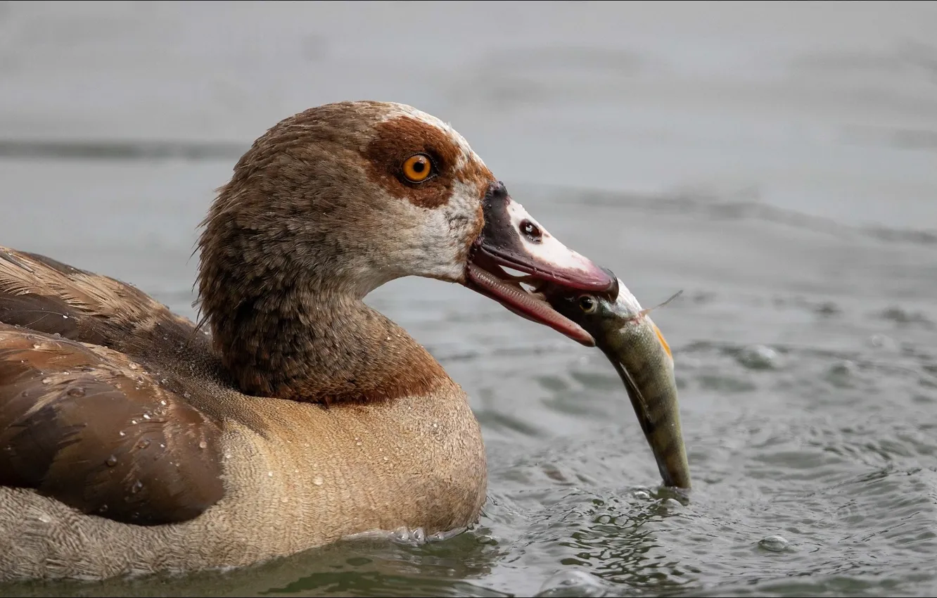 Photo wallpaper nature, bird, oops, fisher