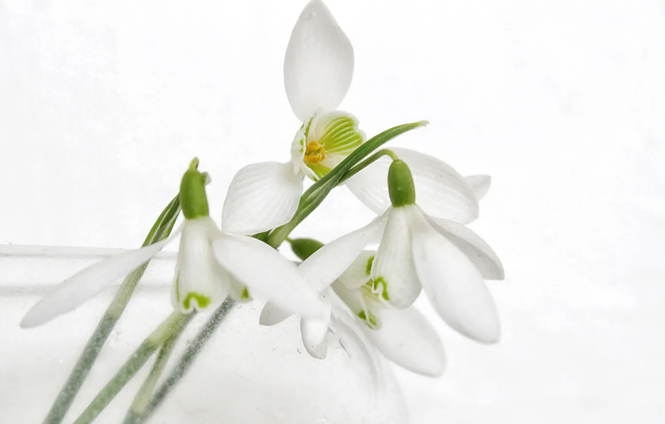 Photo wallpaper petals, snowdrops, white background, Galanthus