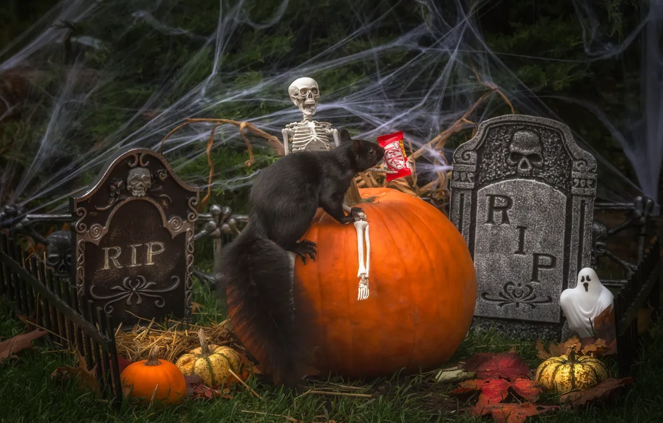 Photo wallpaper holiday, web, protein, pumpkin, the bare bones