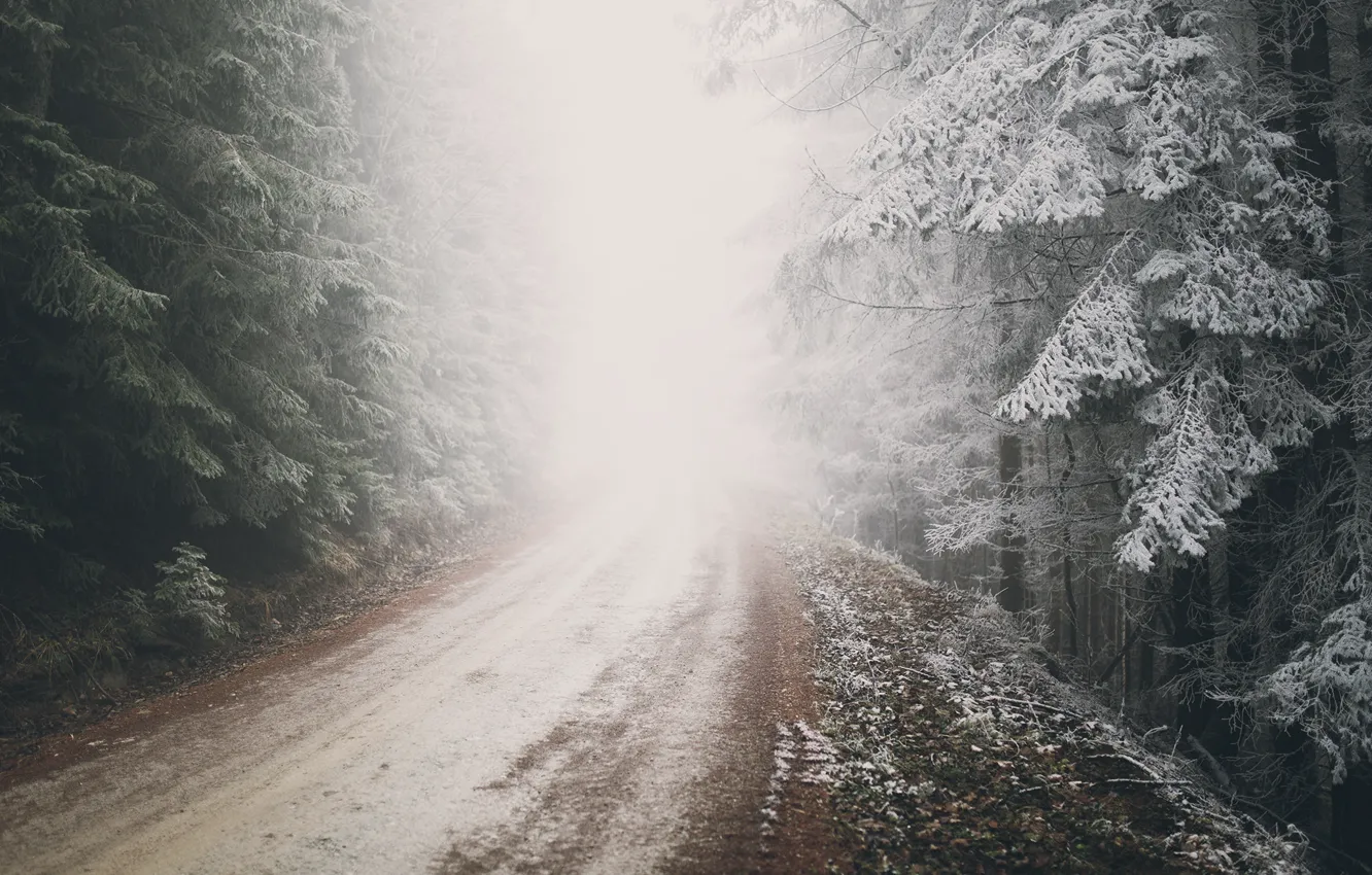 Photo wallpaper winter, frost, road, forest, nature, fog, Austria, frost