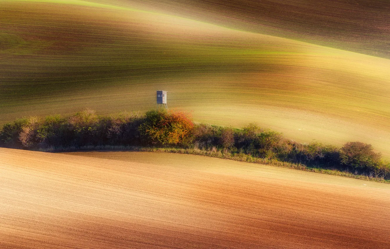 Photo wallpaper field, light, trees, nature